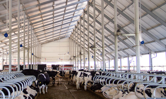 bozzini-farm-milking-robots-cooling-fans-and-wide-spaces-for-top-cows-welfare550.jpg
