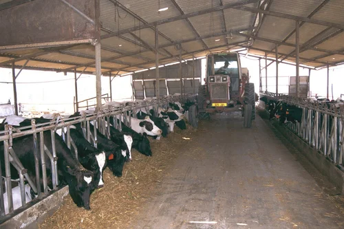 dairy-farm-shed-cow-farm-shed-cattle-farm-shed-500x500-1.webp